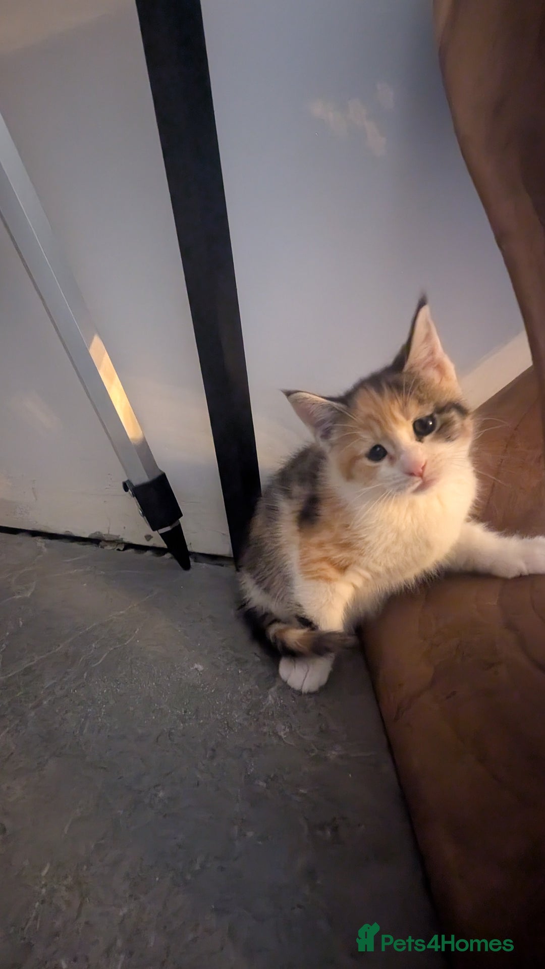 Maine Coon cats for sale: 😽 Cuddly Maine coon kittens 😽 in Preston - Image 25