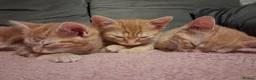 Domestic Shorthair cats for sale: 3 gorgeous ginger male kittens - Advert 4