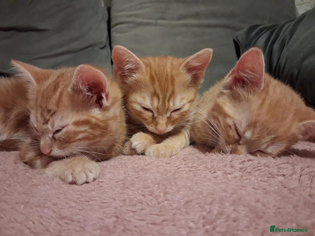 Domestic Shorthair cats for sale: 3 gorgeous ginger male kittens - Advert 4
