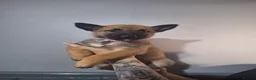 Belgian Shepherd Dog dogs for sale: Reduced Ready to leave  - Advert 34