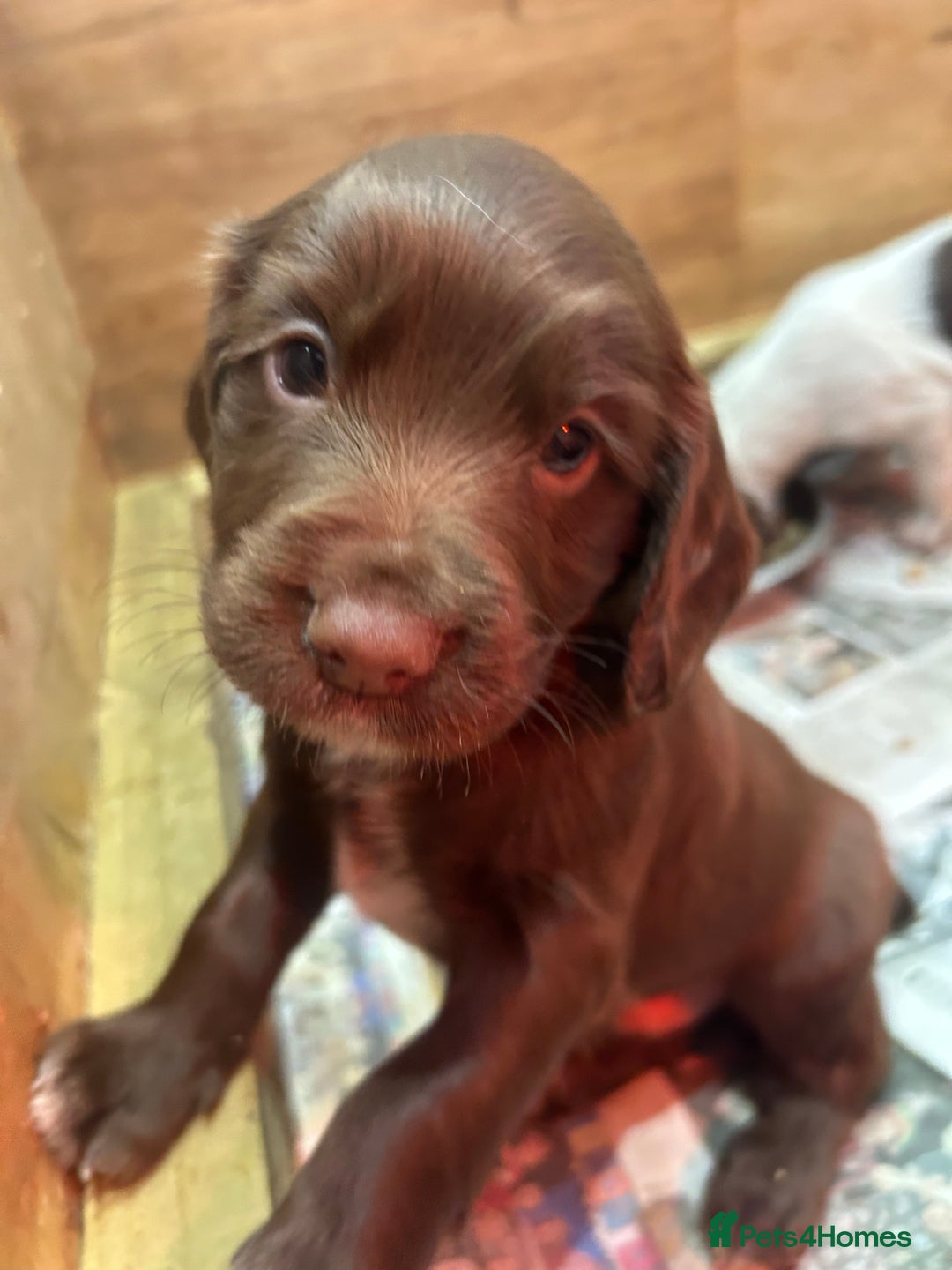 Sprocker dogs for sale: Working Sprocker Spaniels  - Advert 17