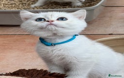 British Shorthair cats for sale: Champion sired Golden Colourpoint Kittens  - Image 11