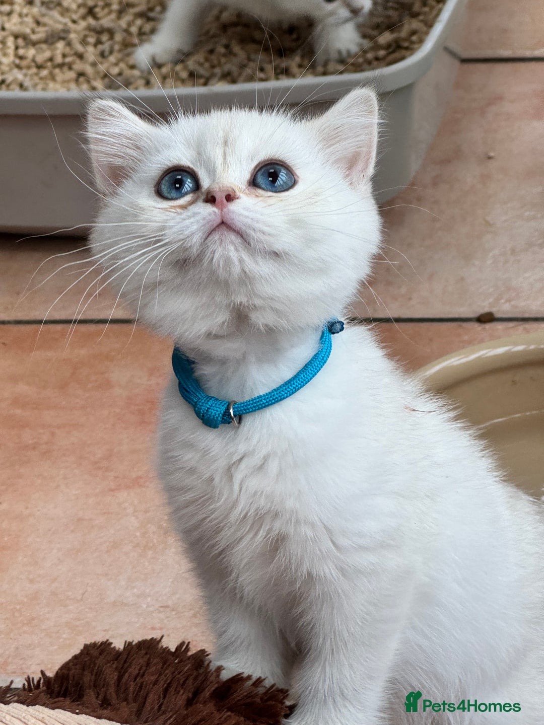 British Shorthair cats for sale: Champion sired Golden Colourpoint Kittens  - Image 11