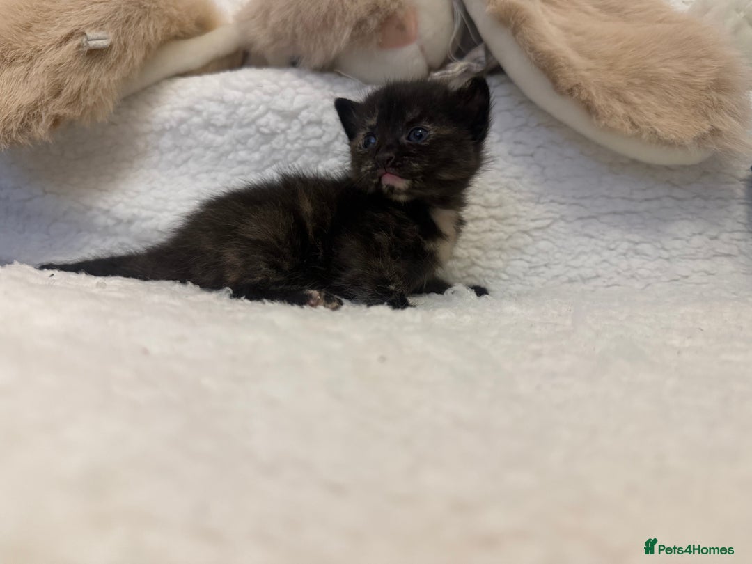 Mixed Breed cats for sale: Kittens  - Advert 16