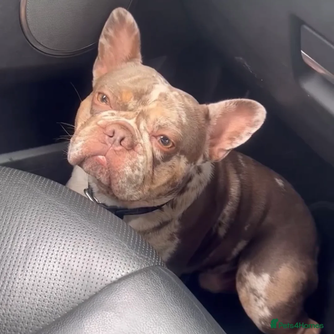 French Bulldog dogs for stud: VEGAS- new shade Isabella & tan Merle  in Southampton - Advert 11