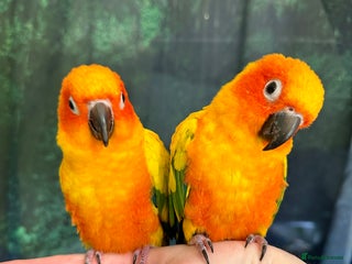 Conures birds for sale - Advert 1