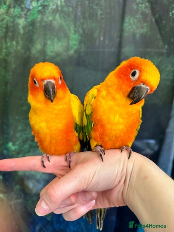 Conures birds - Advert 1