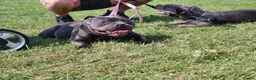 Staffordshire Bull Terrier dogs for sale: Staffordshire bull terriers - Advert 5