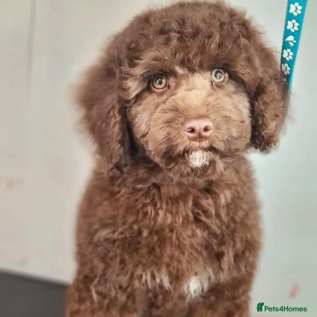 Cockapoo dogs for stud: *PROVEN* DNA Health Tested Chocolate Cockapoo STUD in Manchester - Advert 13