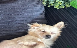 Chihuahua dogs for sale: Pure Breed Pedigree Certificated Chihuahua Puppies - Image 11