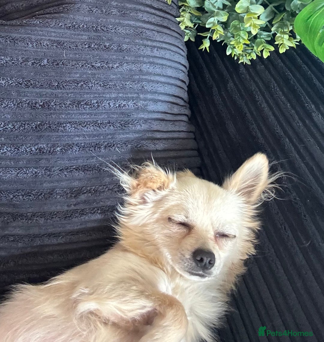 Chihuahua dogs for sale: Pure Breed Pedigree Certificated Chihuahua Puppies - Image 11
