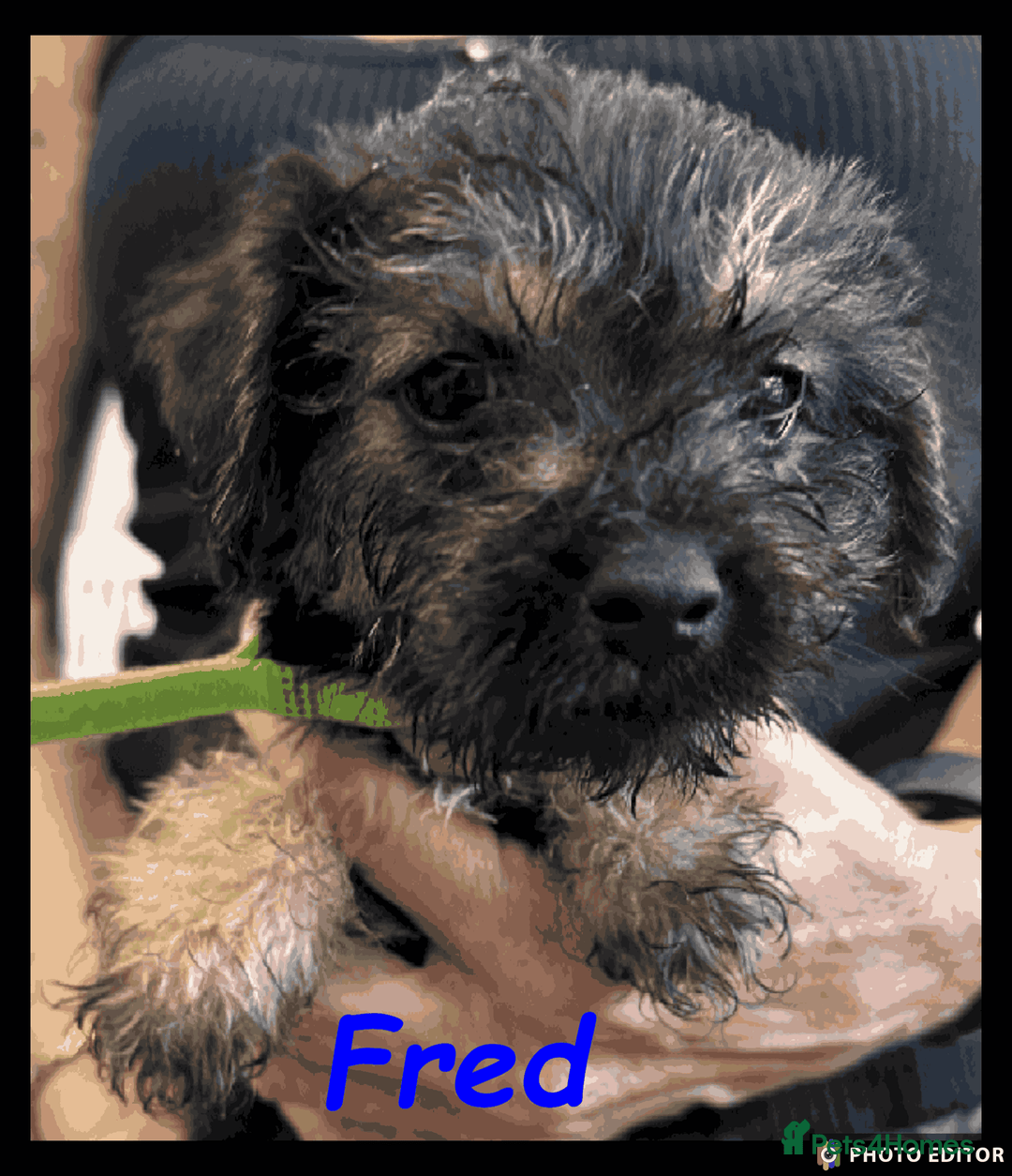 Mixed Breed dogs for sale: Beautiful Borderpoo Puppies – Ready 24th August - Image 5