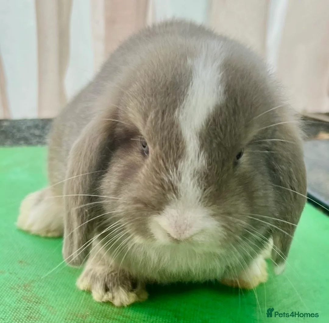 Mini Lop rabbits for sale: Beautiful coloured Mini Lops - Advert 31