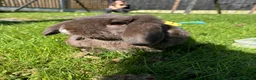 Mini Lop rabbits for sale: Chocolate mini lop buck for sale in Gravesend - Advert 1