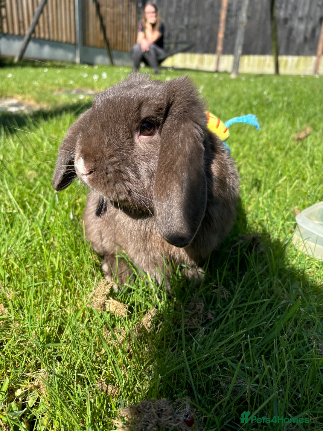 Mini Lop rabbits for sale: Chocolate mini lop buck for sale in Gravesend - Advert 1