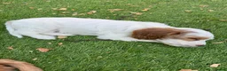 Cockapoo dogs for sale: Gorgeous Cockapoo Puppy  in Hinckley - Advert 12