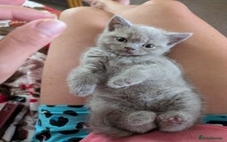 British Shorthair cats for sale: Beautiful female kitten  - Image 1