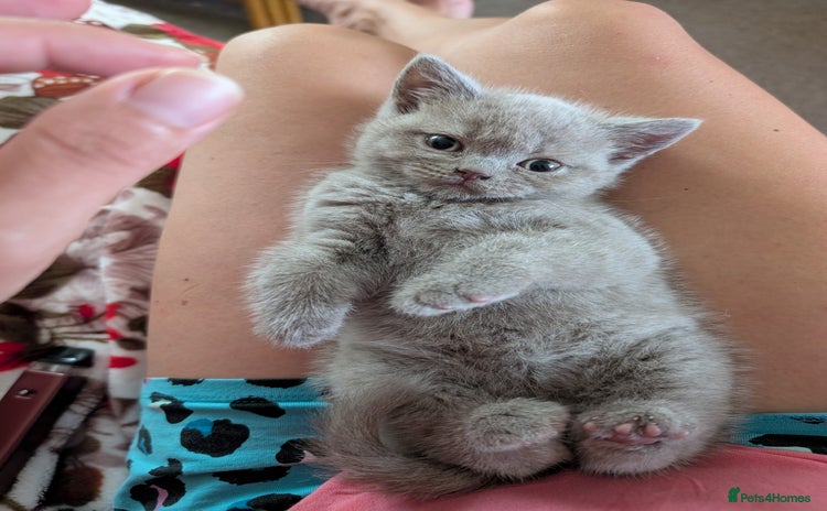 British Shorthair cats - Advert 5
