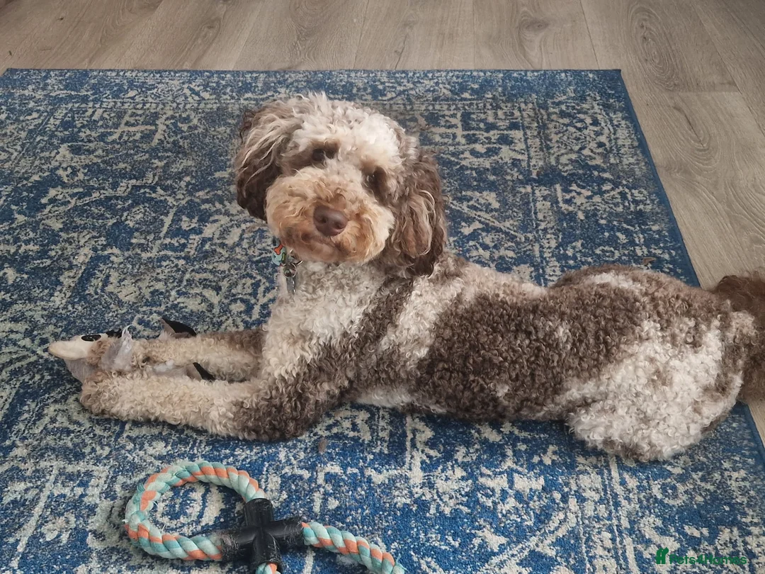 Cockapoo dogs for sale: F1 miniature cockapoo male - Advert 3