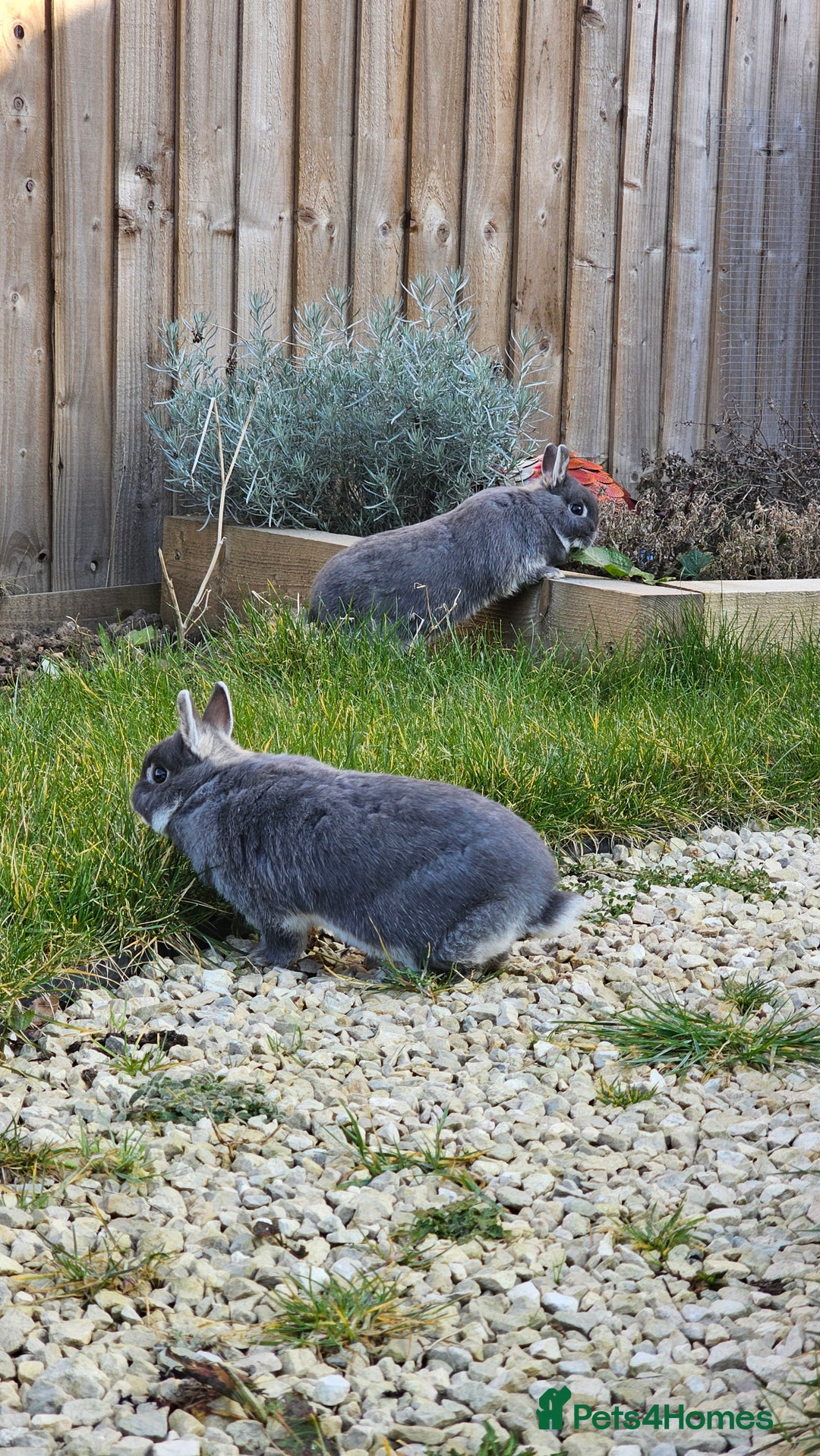 Netherland Dwarf rabbits for sale: Much loved family group - Image 4