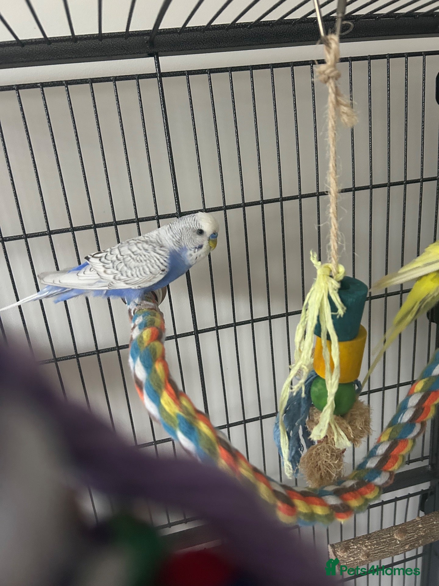 Budgerigars birds for sale: Pair of male budgies  - Advert 1