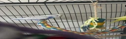 Budgerigars birds for sale: Pair of male budgies  in Seaham - Advert 1