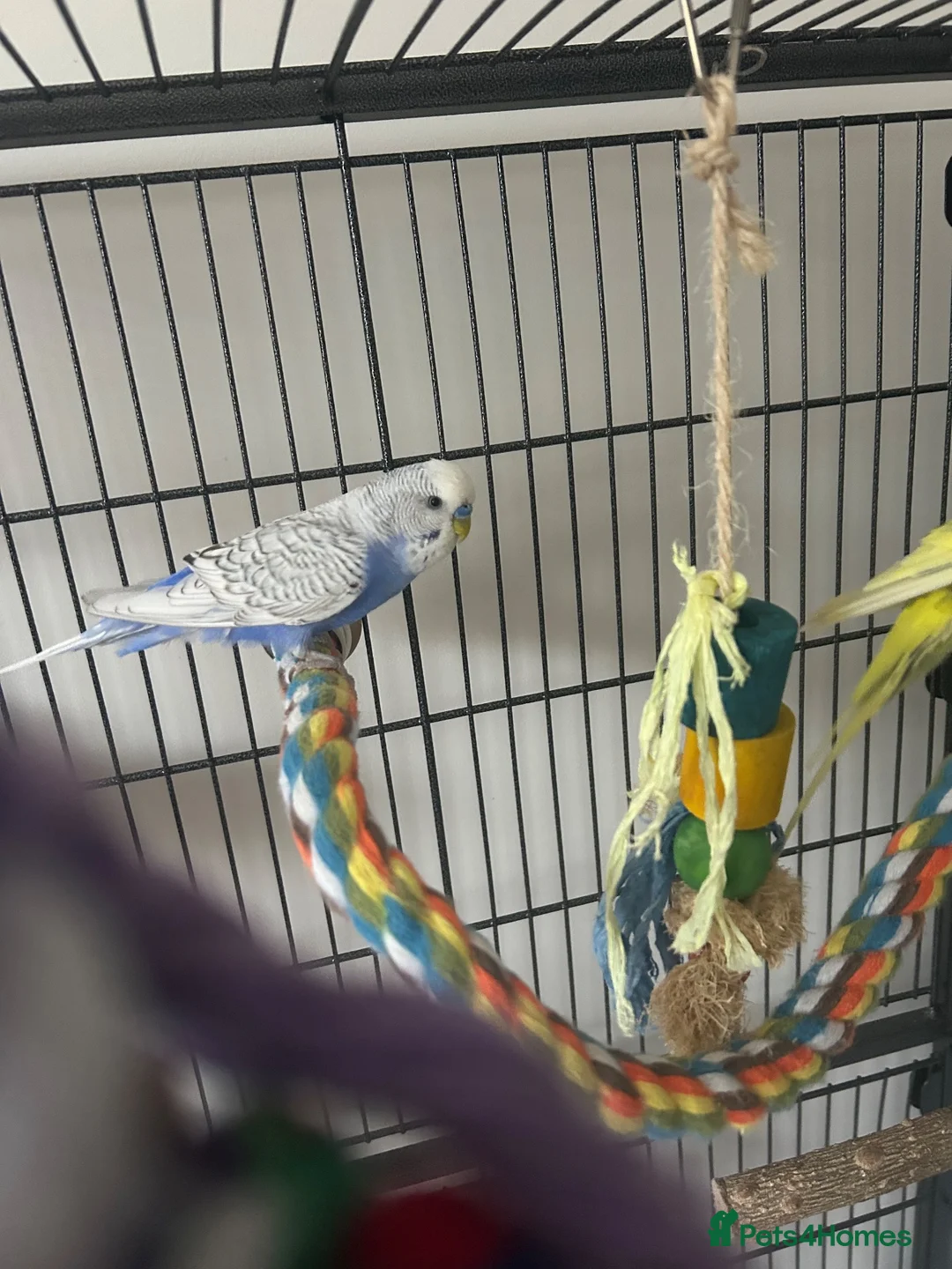 Budgerigars birds for sale: Pair of male budgies  in Seaham - Advert 1