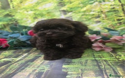 Shihpoo dogs for sale: F1 TOY SHIHPOO puppies, platinum choc champagne - Image 3