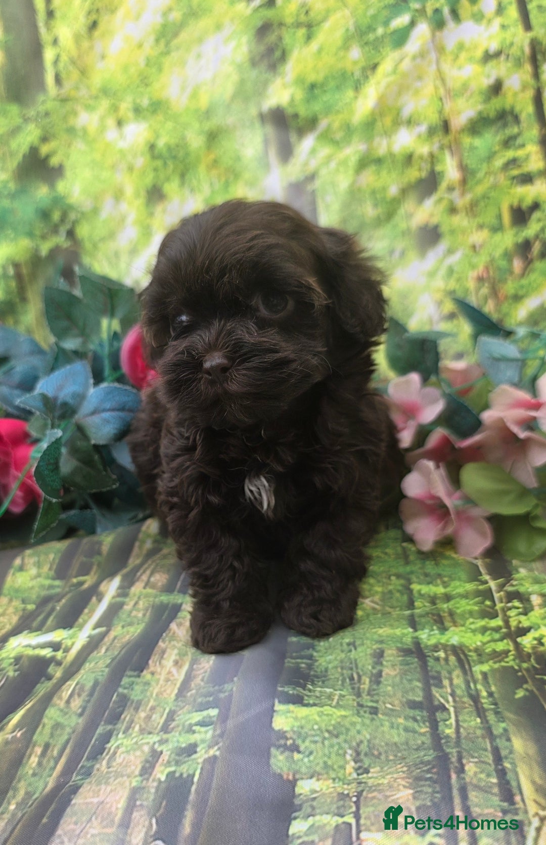 Shihpoo dogs for sale: F1 TOY SHIHPOO puppies, platinum choc champagne - Image 3