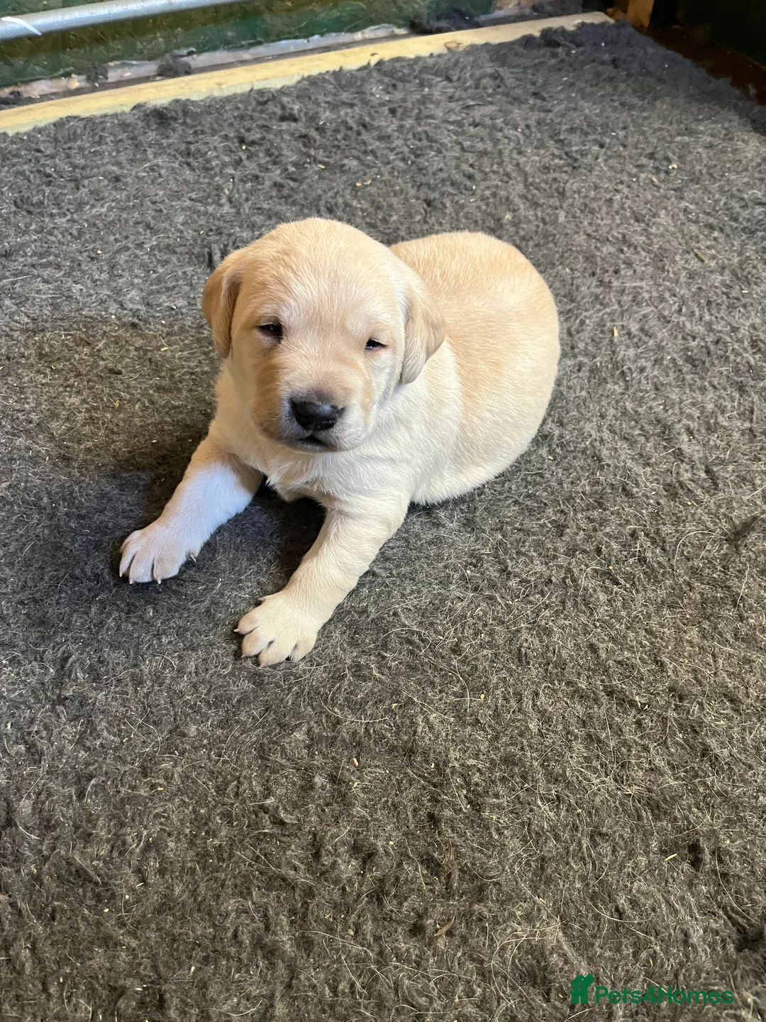 Labrador Retriever dogs for sale: Yellow Labrador pups - Advert 1