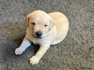 Labrador Retriever dogs Yellow Labrador pups - Advert 16