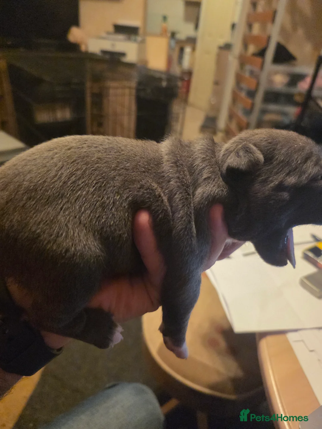 Staffordshire Bull Terrier dogs for sale: Blue Staffordshire Bull Terrier - Advert 19