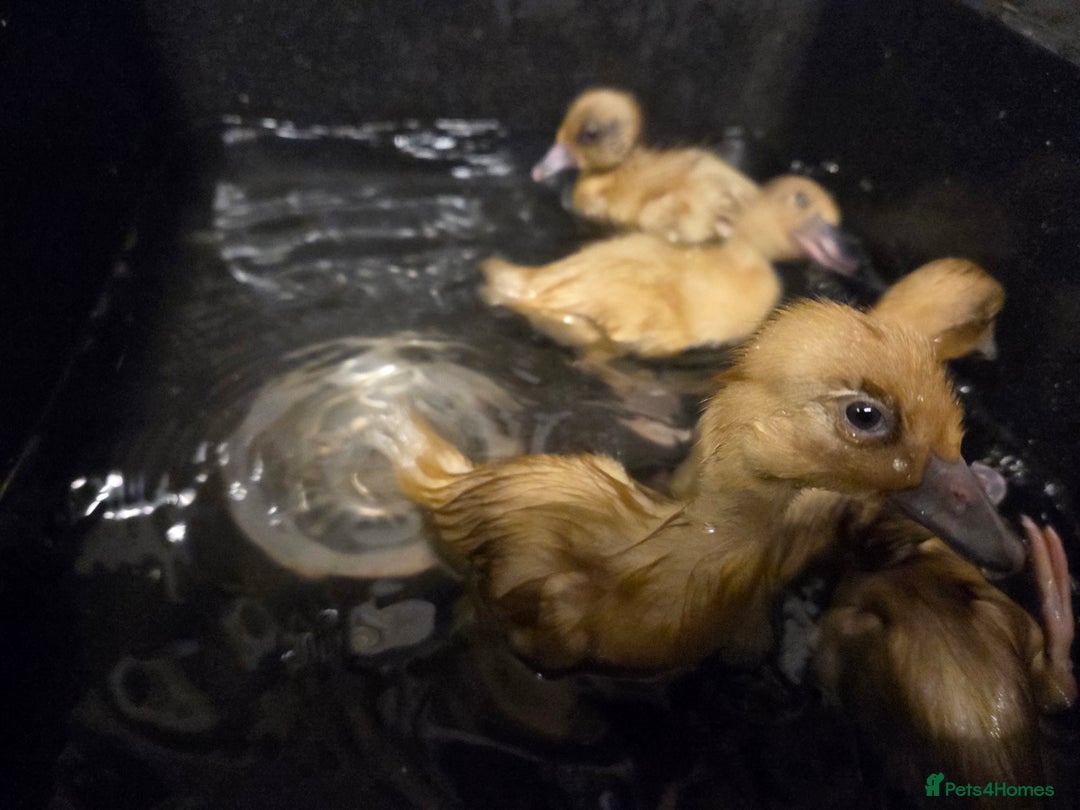 Ducks poultry for sale: Rare colour Pure bred silver runner Ducks  - Advert 12