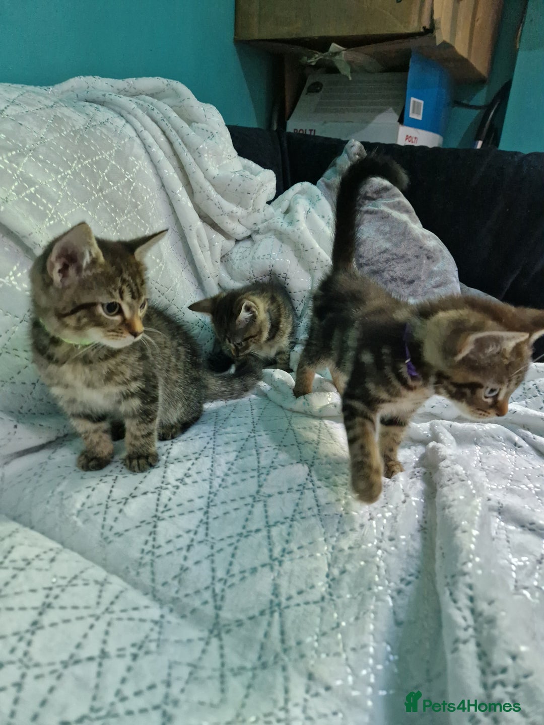 British Shorthair cats for sale:  Lovely 3 tabby male & 3 black female kittens. - Image 12