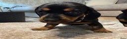 Dachshund dogs for sale: 4 mini dachshund puppies - Advert 2