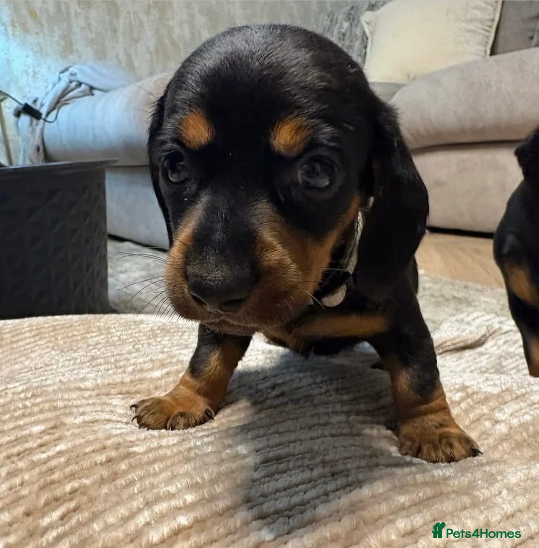 Dachshund dogs for sale: 4 mini dachshund puppies - Advert 2