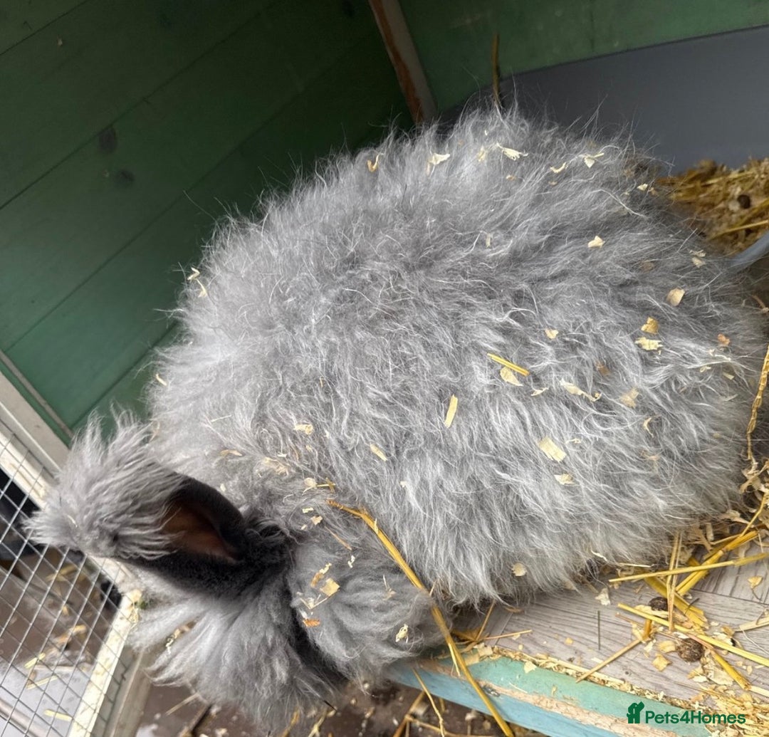 Angora rabbits for sale: male angora rabbits for sale  - Advert 2