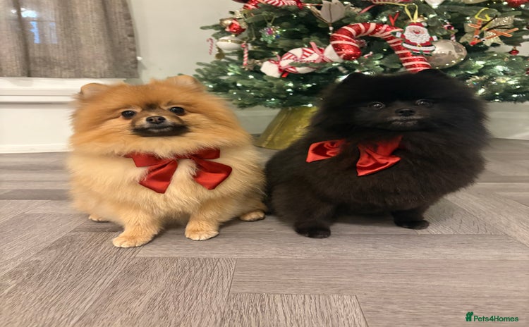 Pomeranian dogs - Advert 10