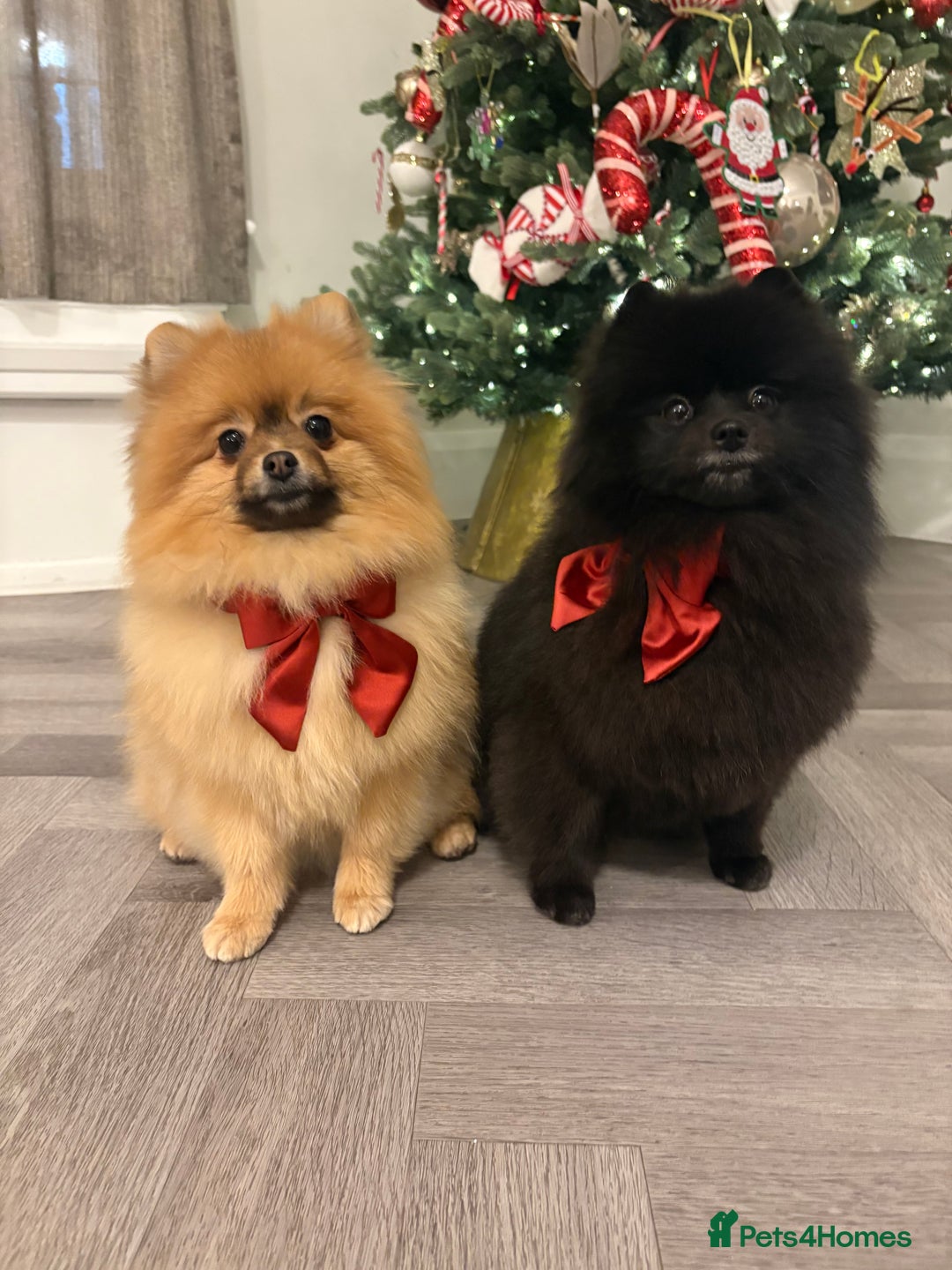 Pomeranian dogs for sale: 2 Pomeranian girls  - Image 1