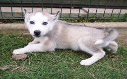 Siberian Husky dogs for sale: Siberian Husky puppies for sale ready now - Image 1