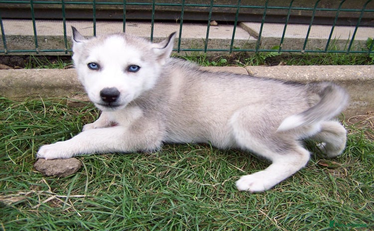 Siberian Husky dogs - Advert 7