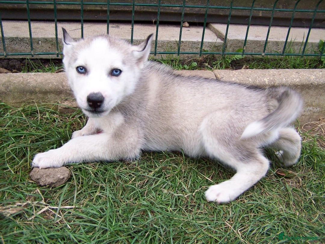 Siberian Husky dogs for sale: Siberian Husky puppies for sale ready now - Image 1