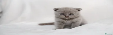 🩶 Lilac Scottish Fold Boy – £650