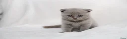 Scottish Fold cats for sale: Sottish Fold Beautiful kittens🐾 - £650 Each - Advert 11