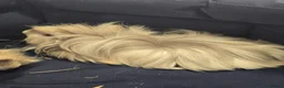 Guinea Pig rodents for sale: 2 Bonded Male Long Haired Guinea Pigsa - Advert 3