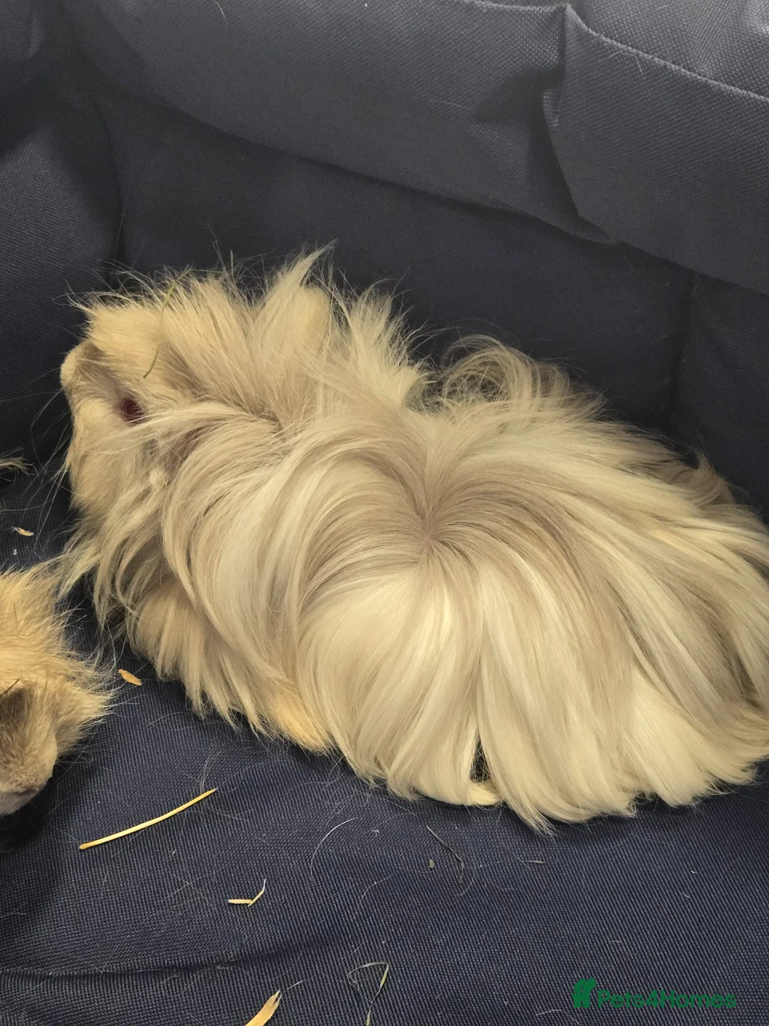 Guinea Pig rodents for sale: 2 Bonded Male Long Haired Guinea Pigsa - Advert 3