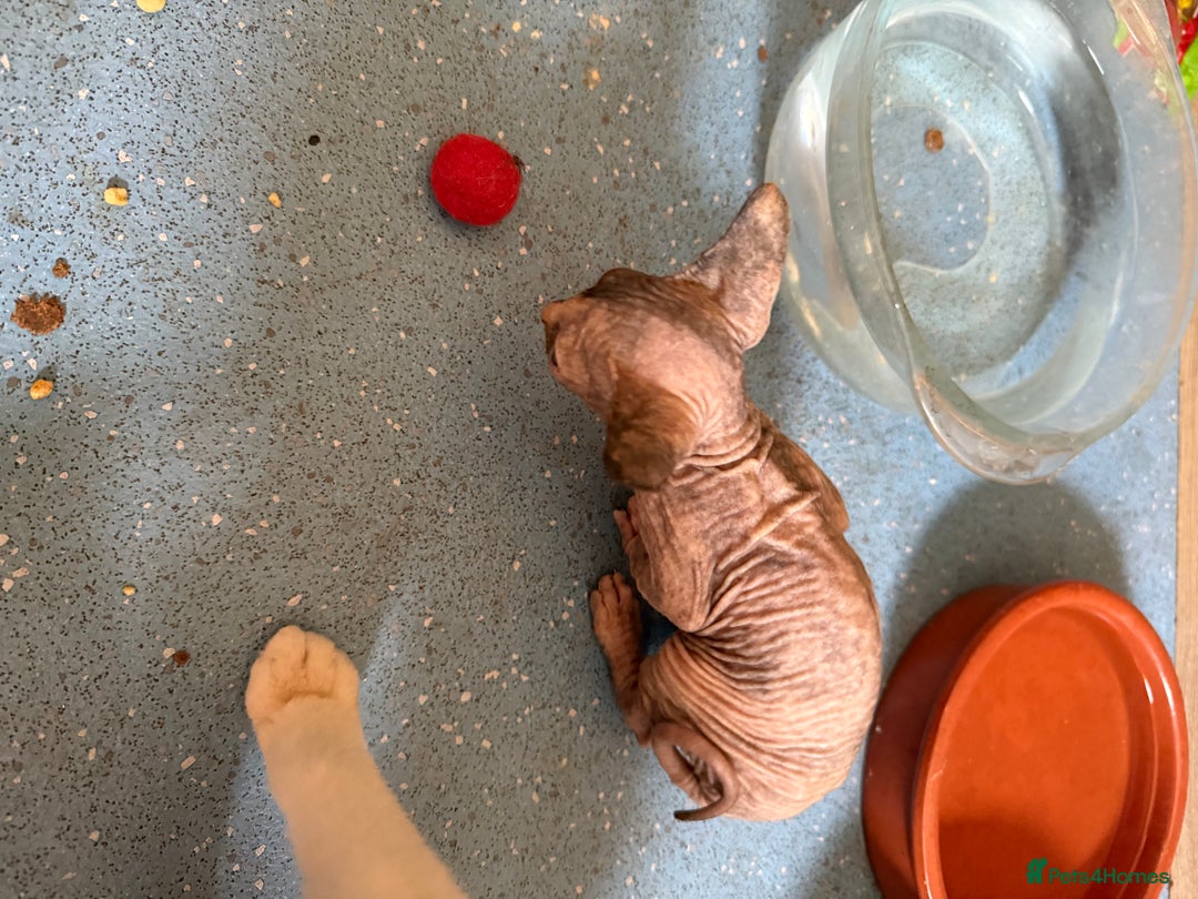 Sphynx cats for sale: Sphynx kittens full of love to give - Image 17