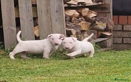 English Bull Terrier dogs for sale: English Bull Terrier Puppies - Image 4