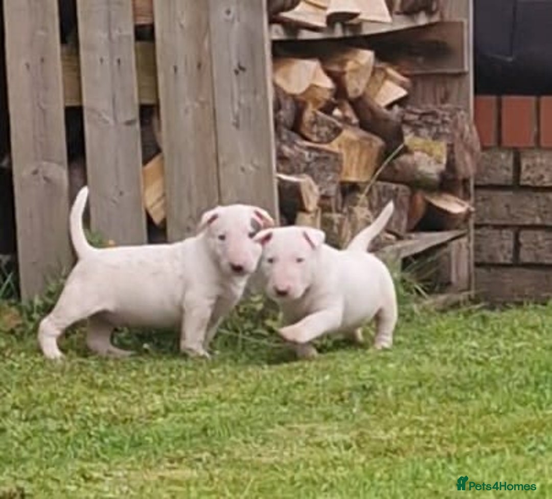 English Bull Terrier dogs for sale: English Bull Terrier Puppies - Image 4