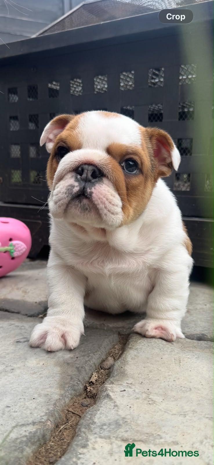 English Bulldog dogs STUNNING BOY SEEKS HOME - Advert 1